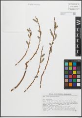Foto von Salix lasiolepis Benth.